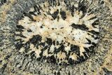 Polished Orbicular Granite Section - Western Australia #314219-1